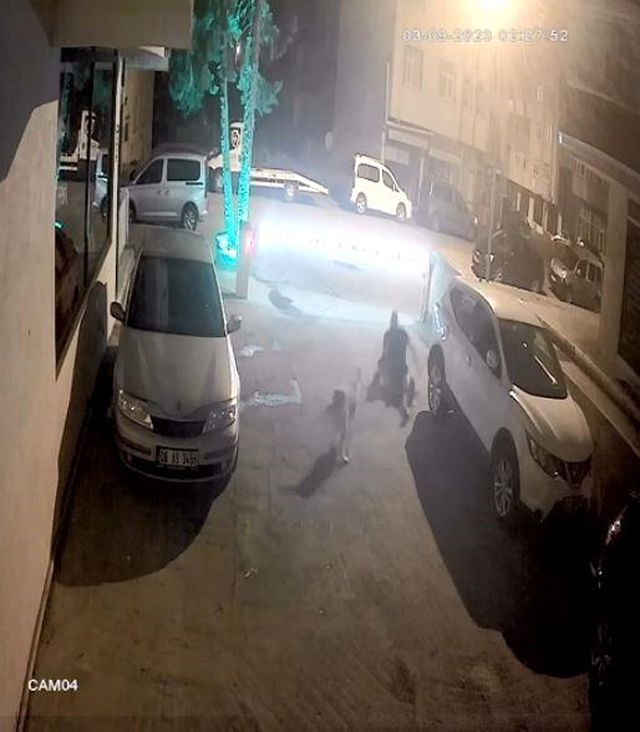 Artvin'de sokak köpeği saldırısı