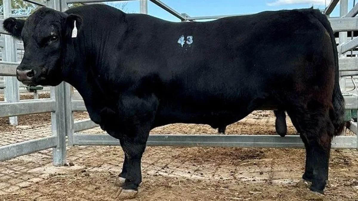 Bu bir dünya rekoru! 956 kilogramlık boğa, 150 bin dolara satıldı