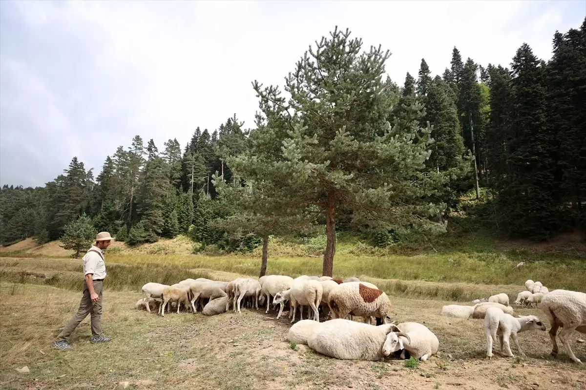 Düzce'deki Yaylalar Doğaseverlerin Tercihi