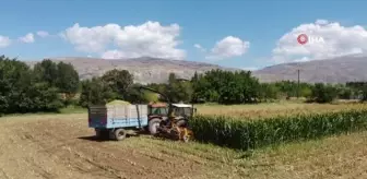 Erzincan'da silajlık mısırın hasadı yapılıyor