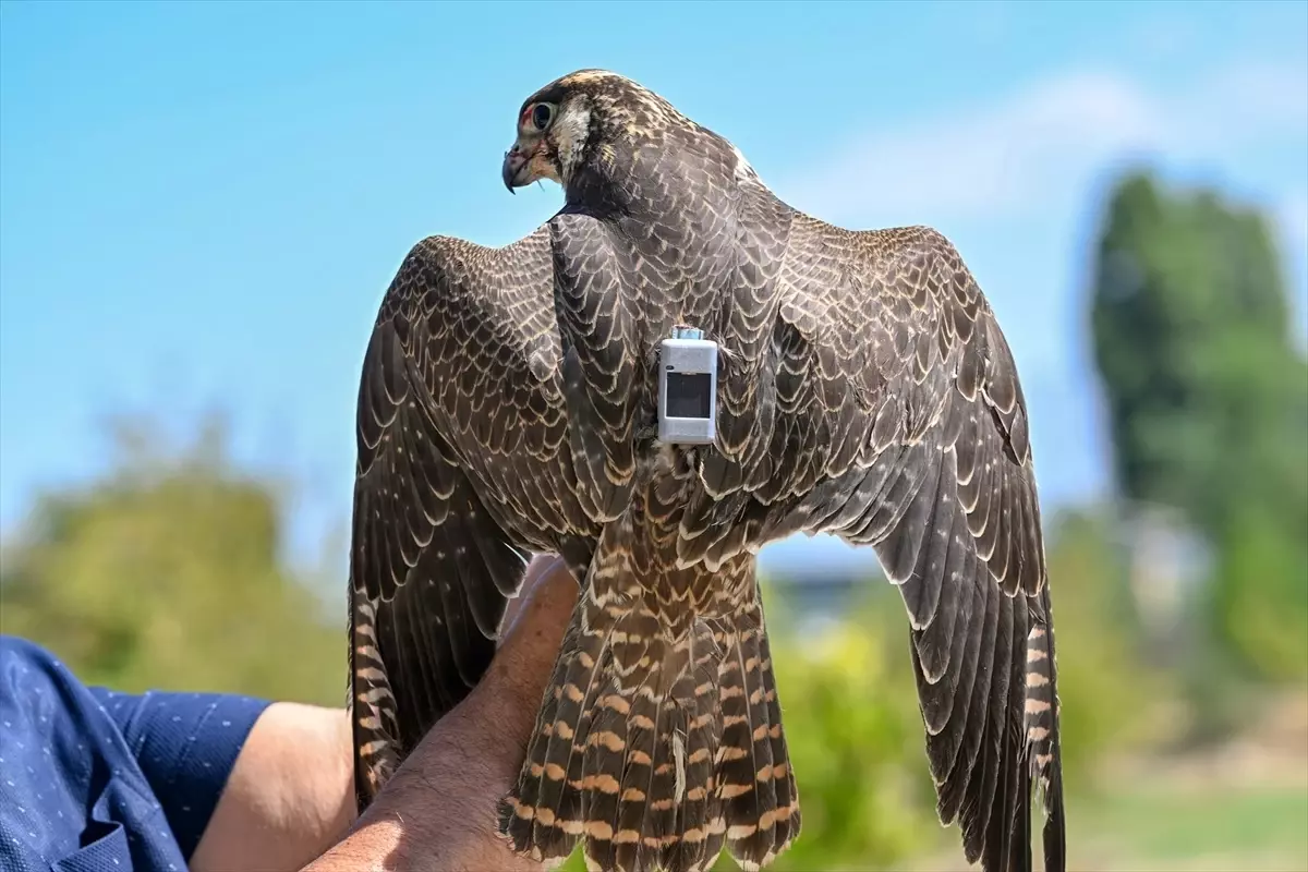 İsrail'de takılan vericiyle göç yolculuğu takip edilen gökdoğan kuşu Van'da tedavi altına alındı