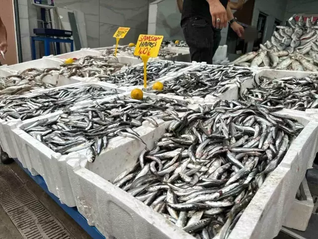 Tezgahlarda hamsi bolluğu! Fiyat 40 liraya kadar düştü