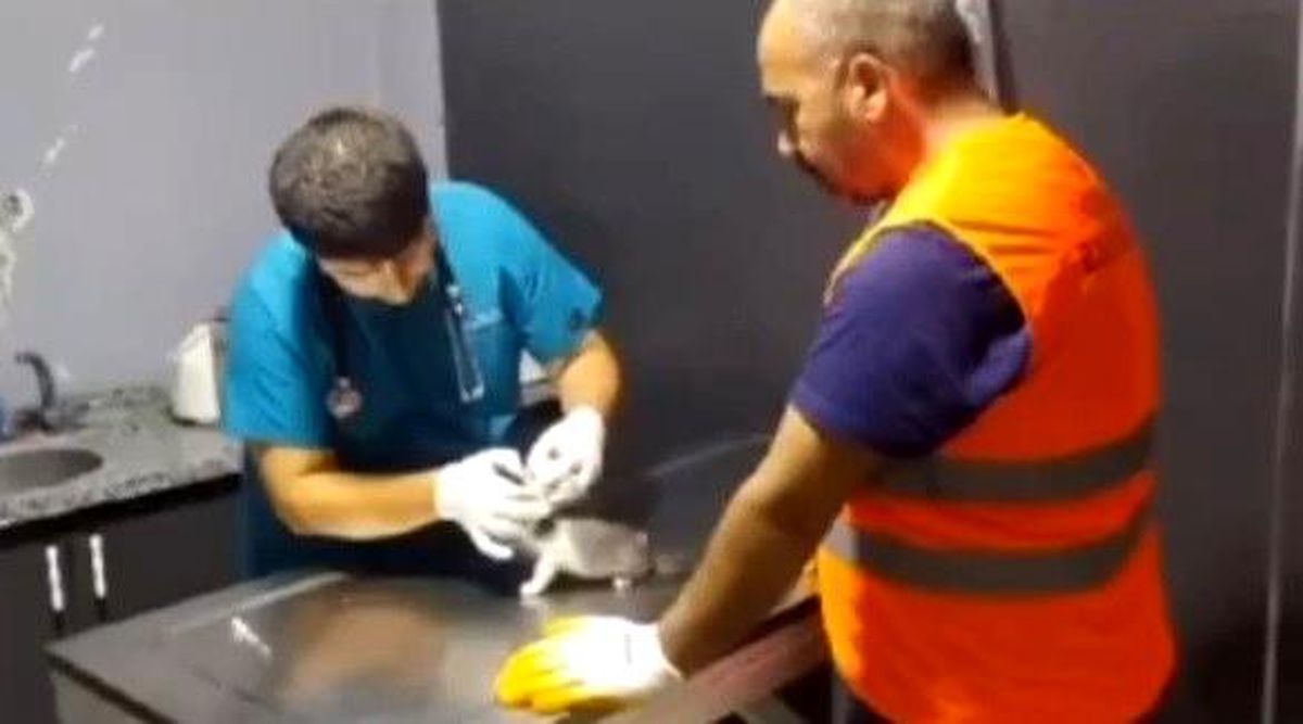 Depremde enkaz altında kalan yavru kedi kurtarıldı