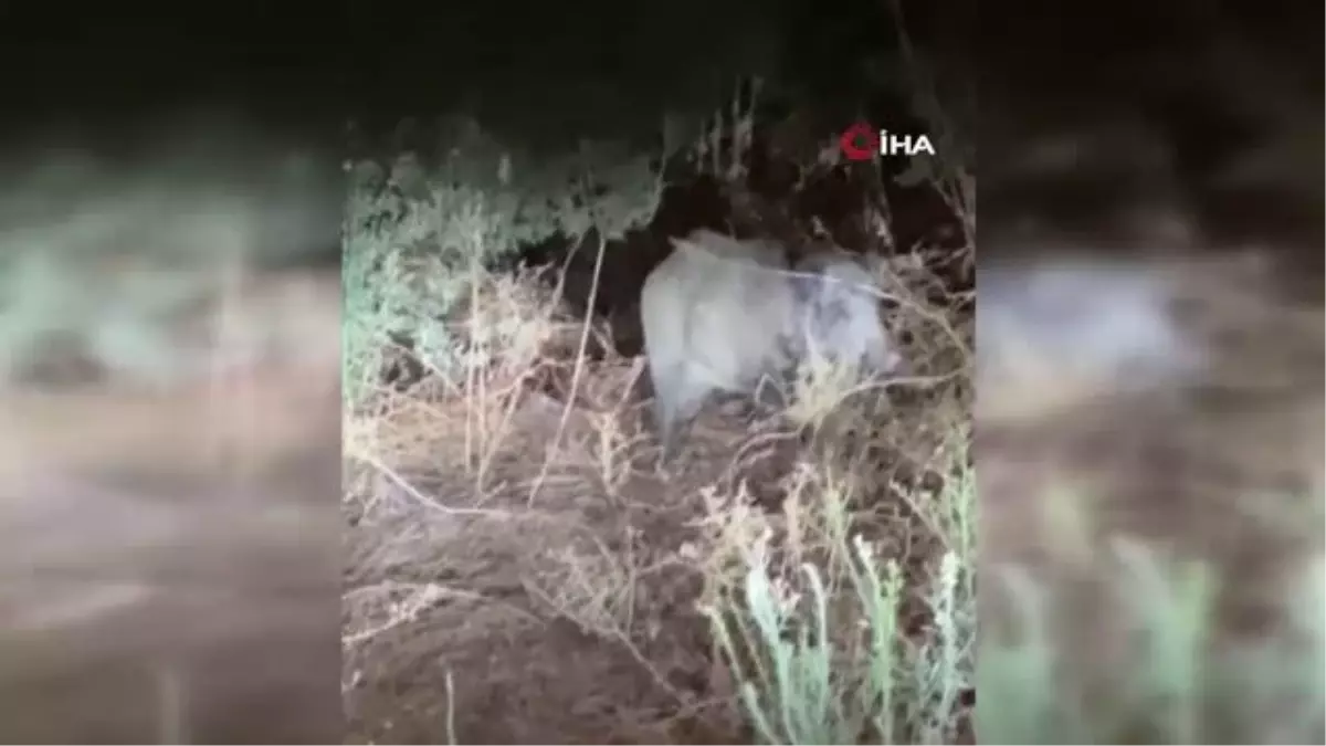 Gemlik'te Domuzlar Sitelere Girmeye Başladı