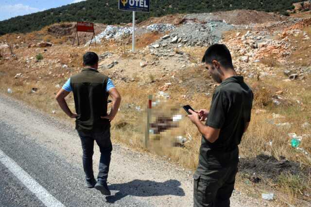 Polis her yerde sürücüyü arıyor! Nesli tükenmekte olan çizgili sırtlanı öldürüp ortadan kayboldu