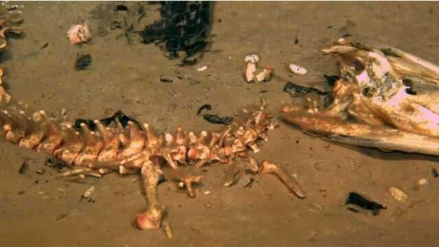 Gizemli deniz yaratığı, bir timsahı bütün olarak yiyerek bilim adamlarını şaşırttı Gizemli deniz yaratığı, bir timsahı bütün olarak yiyerek bilim adamlarını şaşırttı