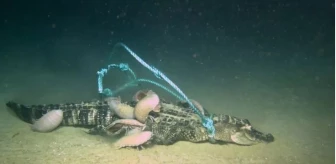 Gizemli deniz yaratığı, bir timsahı bütün olarak yiyerek bilim adamlarını şaşırttı