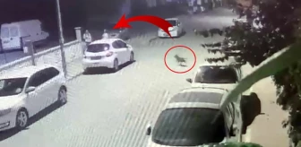 Başıboş pitbull, yoldan geçen kadına ve köpeğine saldırdı