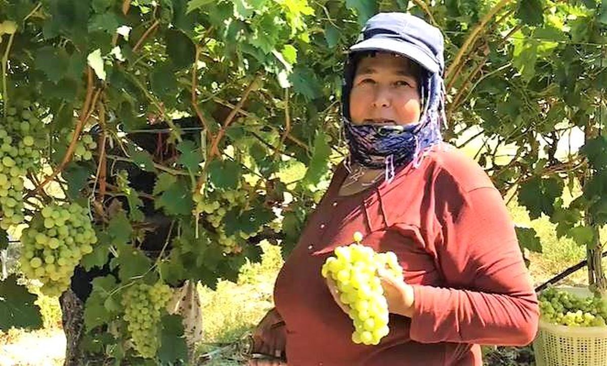 Buldan'da Üzüm Bağları Beyaz Örtülerle Kaplandı