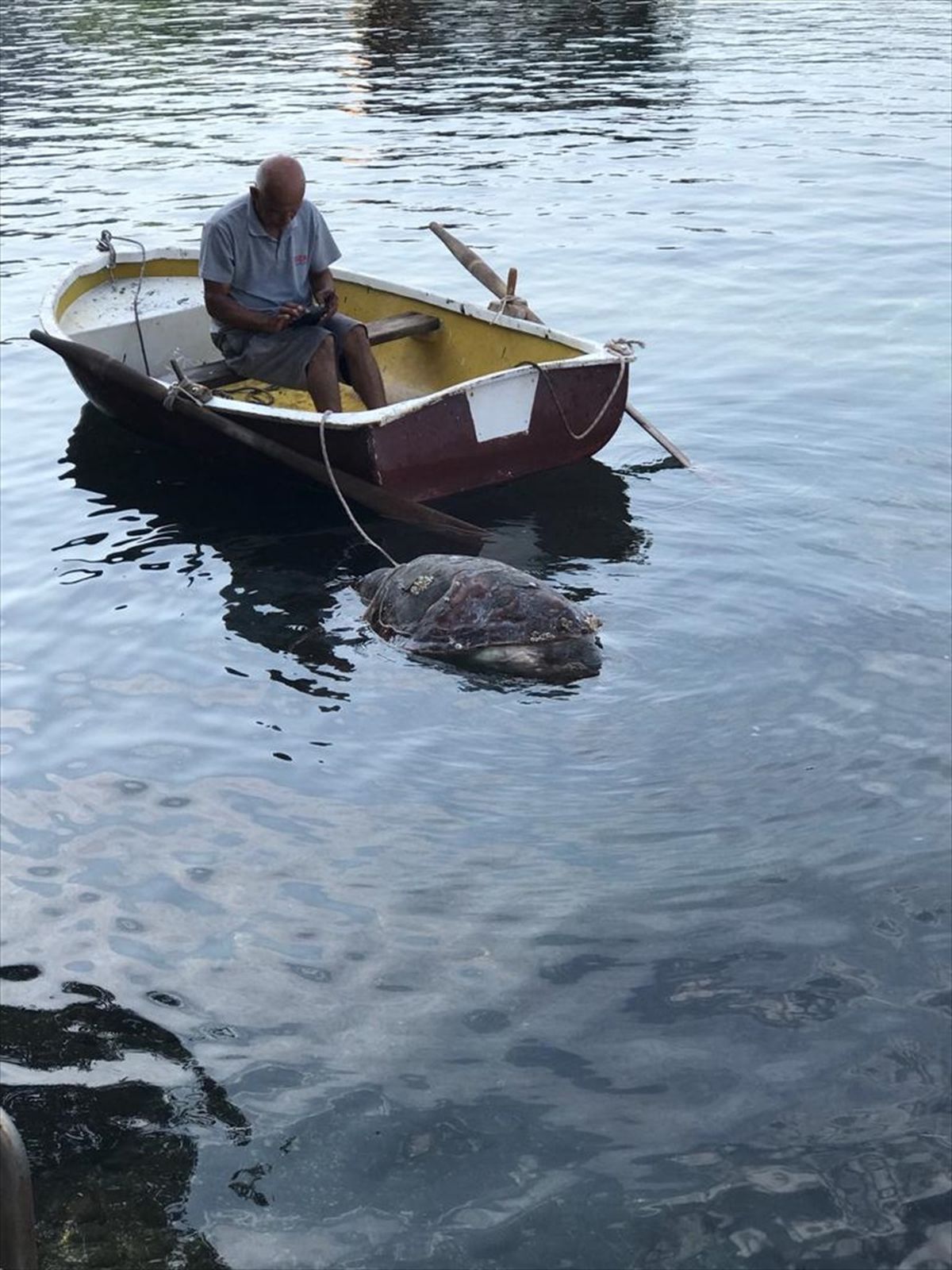 Bodrum'da Sahile Vuran Ölü Caretta Caretta Bulundu