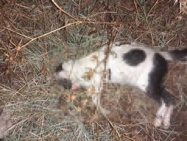 Çanakkale'de 14 kedi ve 4 köpek zehirlenerek telef oldu