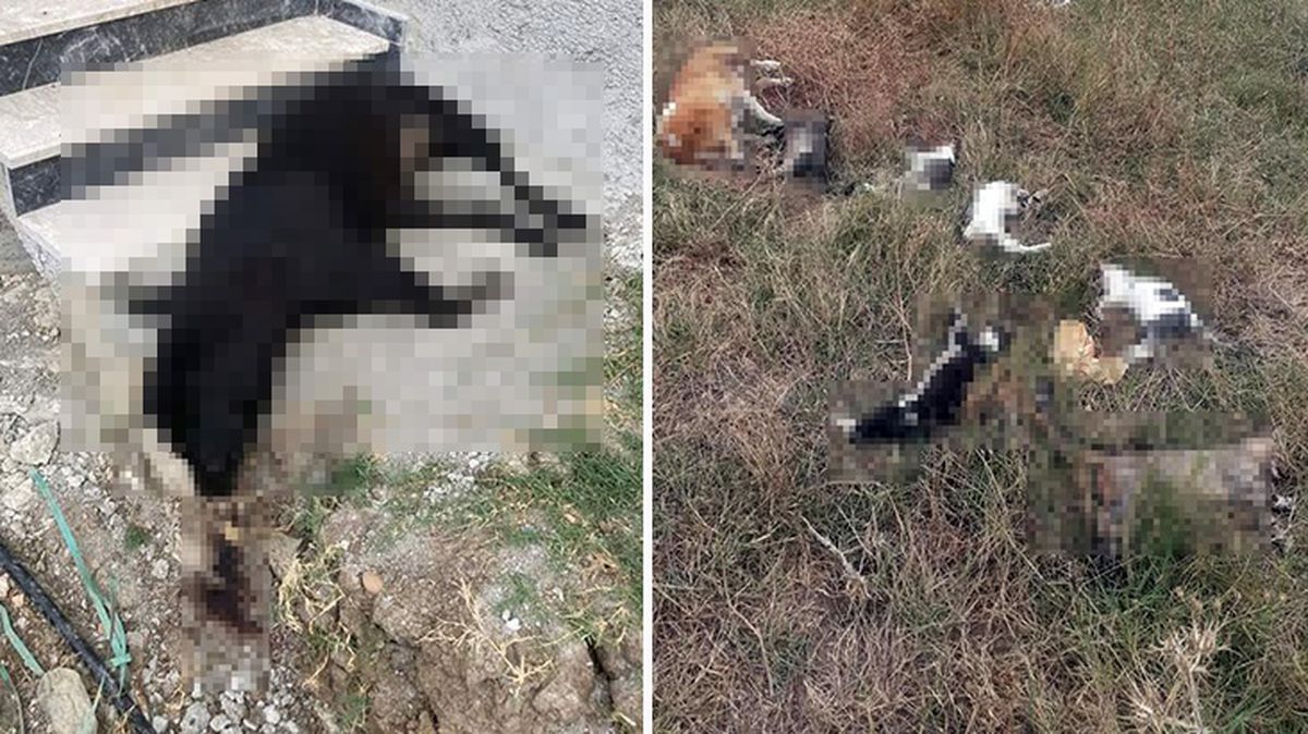 Çanakkale'de 14 kedi ve 4 köpek zehirlenerek telef oldu