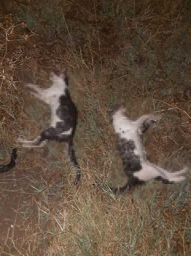 Çanakkale'de 14 kedi ve 4 köpek zehirlenerek telef oldu