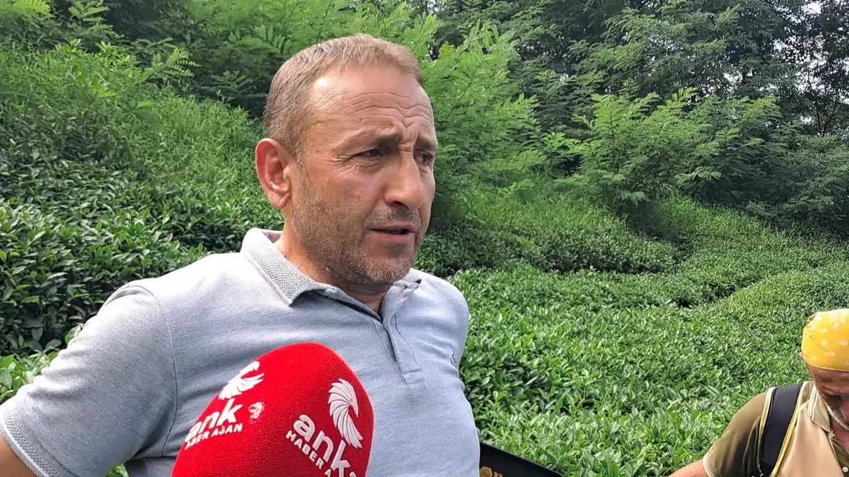 Hopa Ziraat Odası Başkanı Muti: 'Çaykur'un Planlama Hatası Nedeniyle Sezon Geç Açılınca Çay Tarlada Kartlaştı.