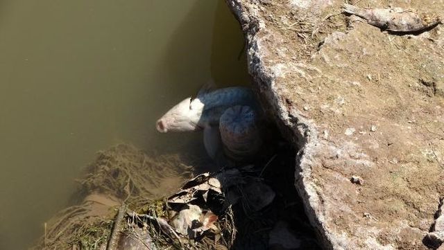 Kızılırmak Nehri'nde Balık Ölümleri Yaşanıyor