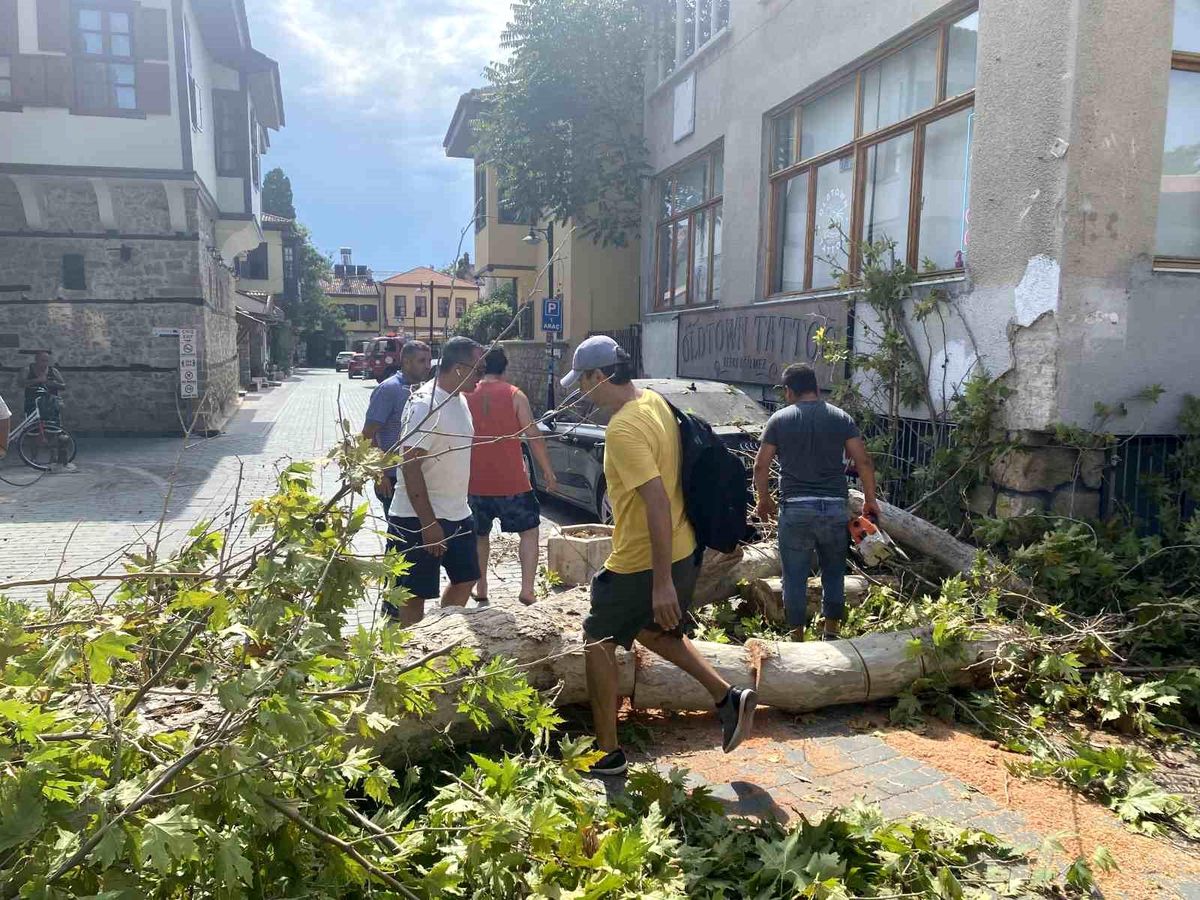 Antalya'da asırlık çınar ağacı sokak üzerine devrildi