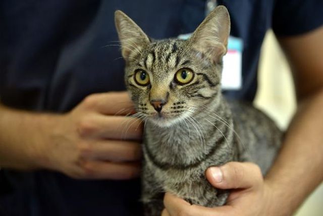 Solunum sıkıntısı yaşayan kedi hastaneye gitti, ameliyata alınıp sağlığına kavuştu