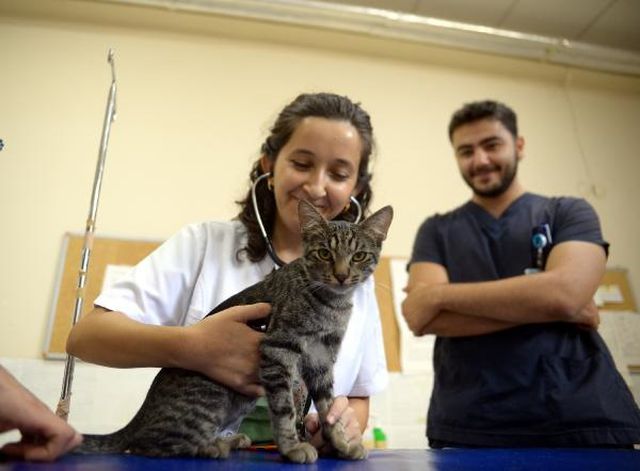 BUÜ Veteriner Fakültesi Hayvan Hastanesi'nde Sokak Kedisi Ameliyat Edildi
