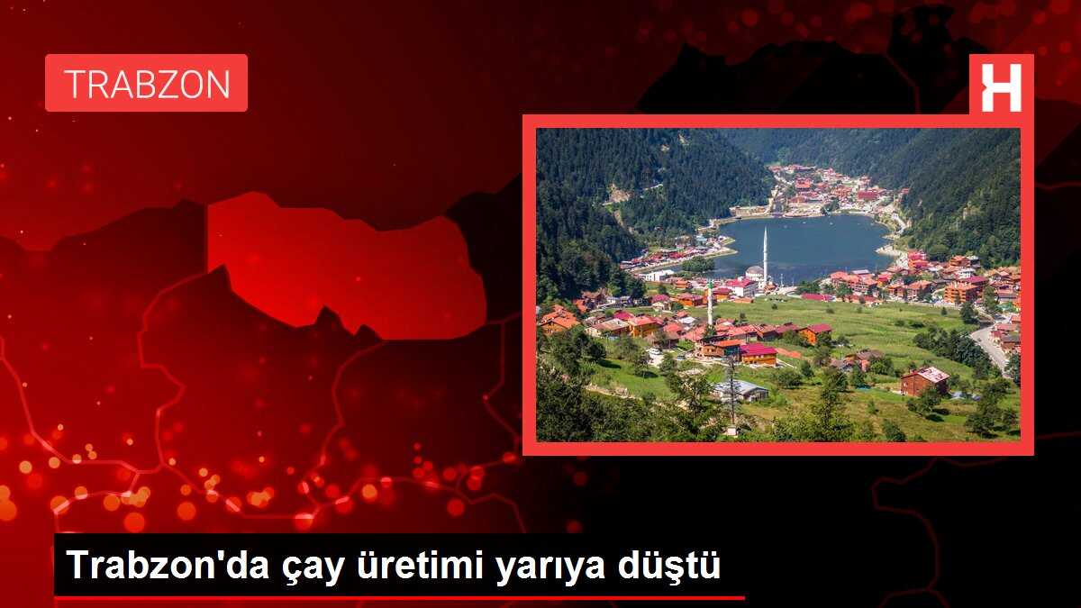 Trabzon'da çay üretimi yarıya düştü