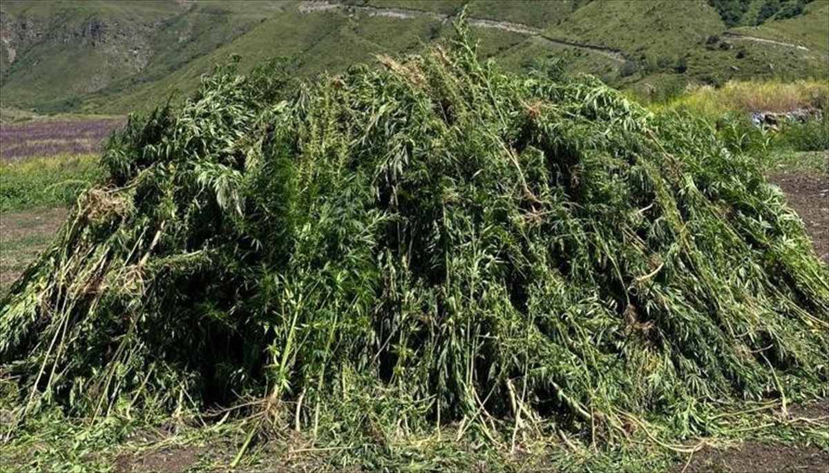 Ardahan'da Kendiliğinden Yetişen 138 Bin 650 Kök Hint Keneviri İmha Edildi
