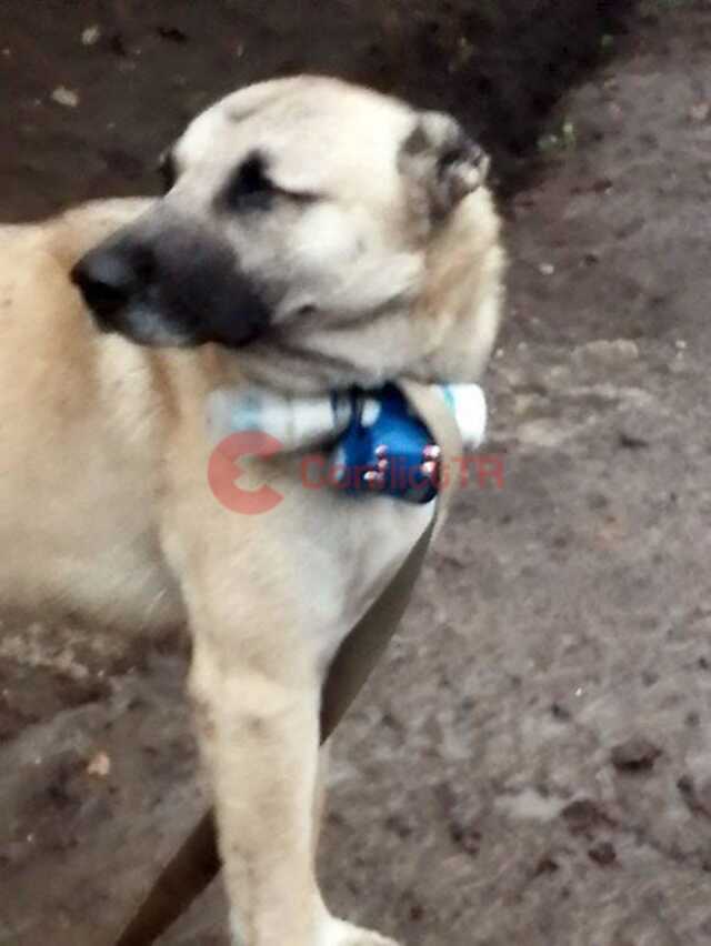Azerbaycan askerlerine karşı bomba taşıyan köpek provokasyonu Azerbaycan askerlerine karşı bomba taşıyan köpek provokasyonu