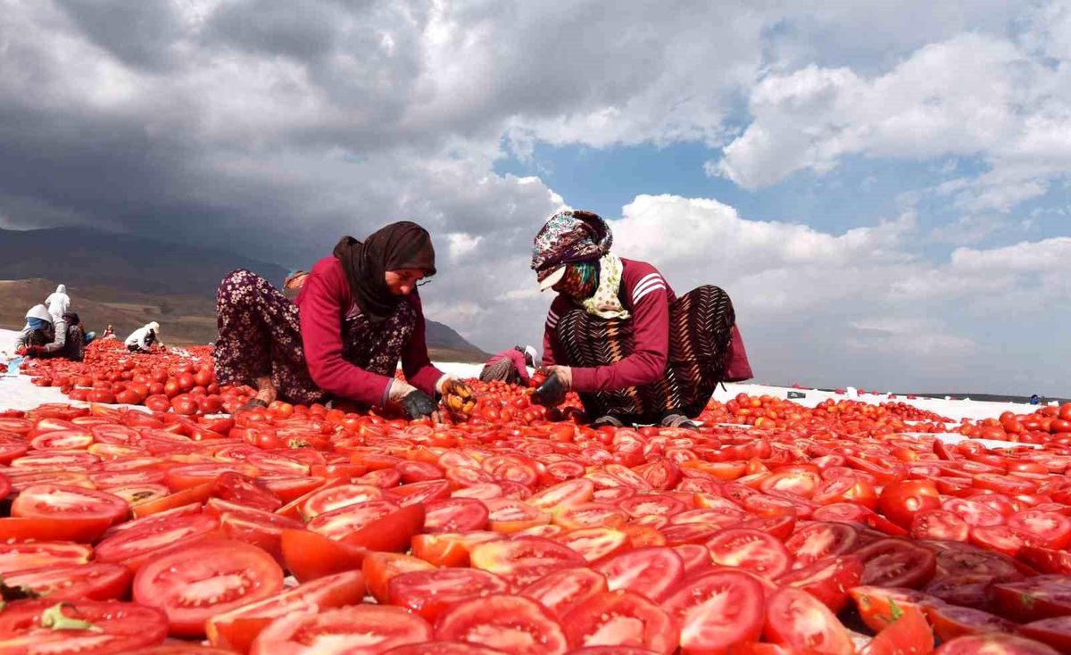 Bitlis'ten İtalya ve Avrupa'ya Kuru Domates İhracatı