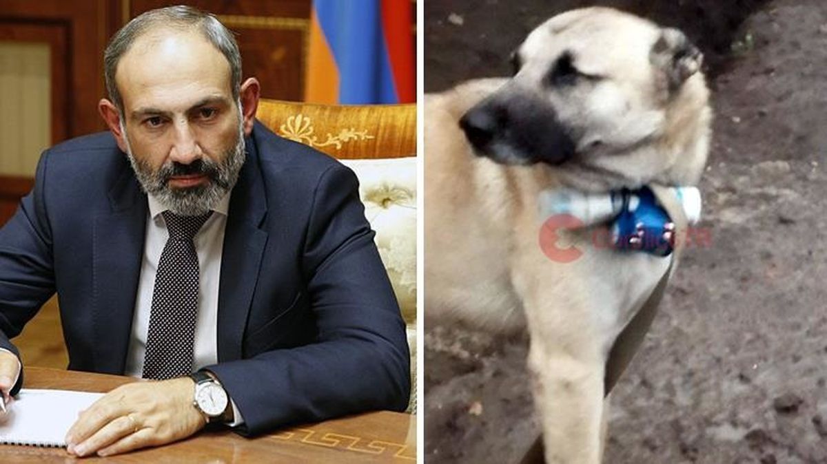 Ermeni askerler, boynuna bomba bağladıkları köpeği Azerbaycan ordusunun mevzilerine gönderdi