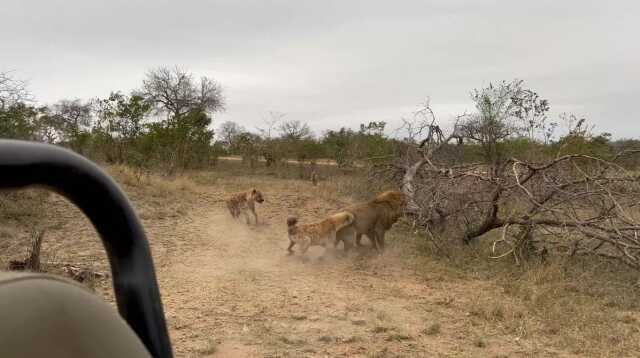 Güney Afrika'da sırtlan sürüsünün aslana saldırdığını gören anne ile kızı o anları kayıt altına aldı