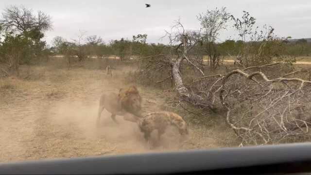 Güney Afrika'da sırtlan sürüsünün aslana saldırdığını gören anne ile kızı o anları kayıt altına aldı