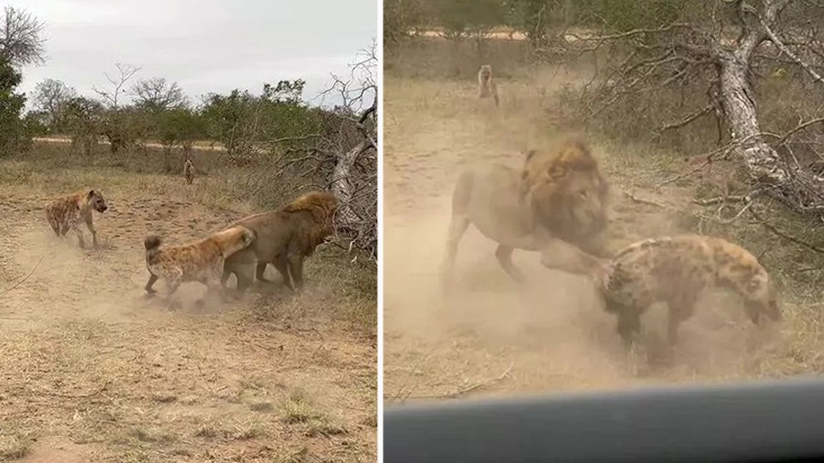 Güney Afrika'da sırtlan sürüsünün aslana saldırdığını gören anne ile kızı o anları kayıt altına aldı