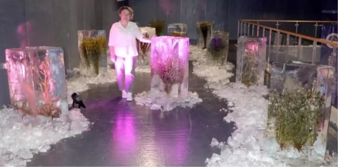 Heykeltıraş Yıldız Özer, iklim krizine dikkat çekmek için buz bloklarında bitki sergisi açtı