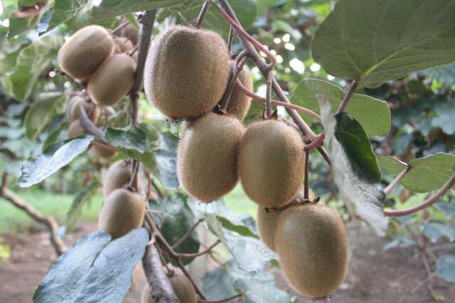 Kivide rekolte düştü, bu yıl fiyatlar pahalı olacak