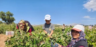 Konya'nın Güneysınır ilçesinde ekşikara üzümleri serilmeye başlandı