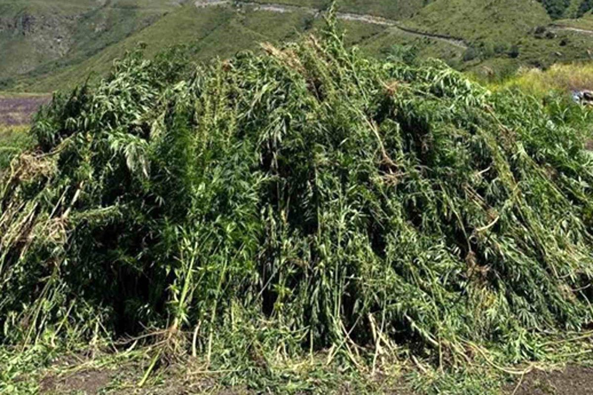 Ardahan'da Kendiliğinden Yetişen 138 Bin 650 Kök Hint Keneviri İmha Edildi