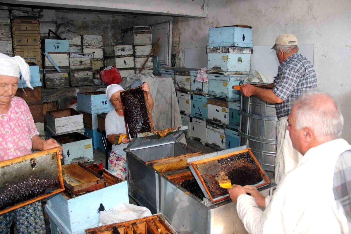 Muğla'da Çam Balı Üretimi Başladı