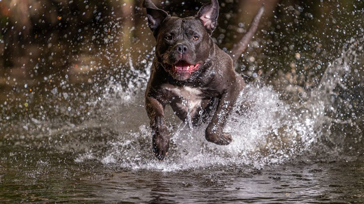 İngiltere, Amerikan Bully 'XL' ırkı köpeklerin yasaklanması için harekete geçti