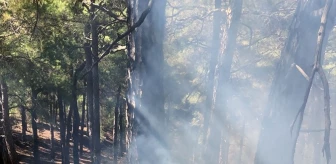 Muğla'da Orman Yangını: Ekipler Müdahale Ediyor