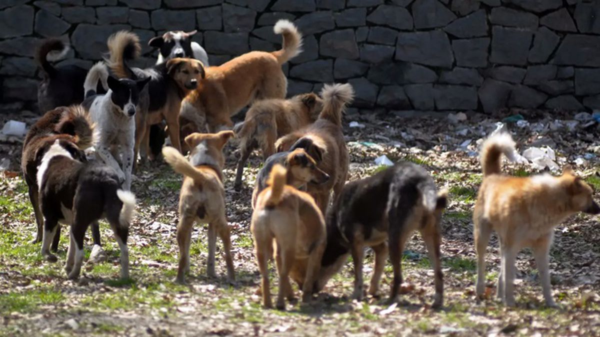 Okula giden çocuk başıboş köpeklerin saldırısına uğradı! Kafasına, koluna ve bacağına toplam 30 dikiş atıldı