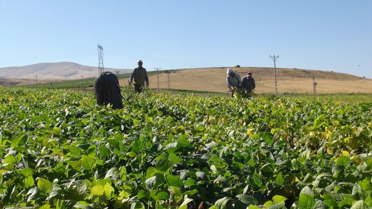 Bitlis'te 28 bin 800 dönüm alanda ekilen kuru fasulyenin hasadına başlandı