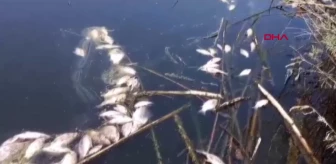 Büyük Menderes Havzası'nda Toplu Balık Ölümleri