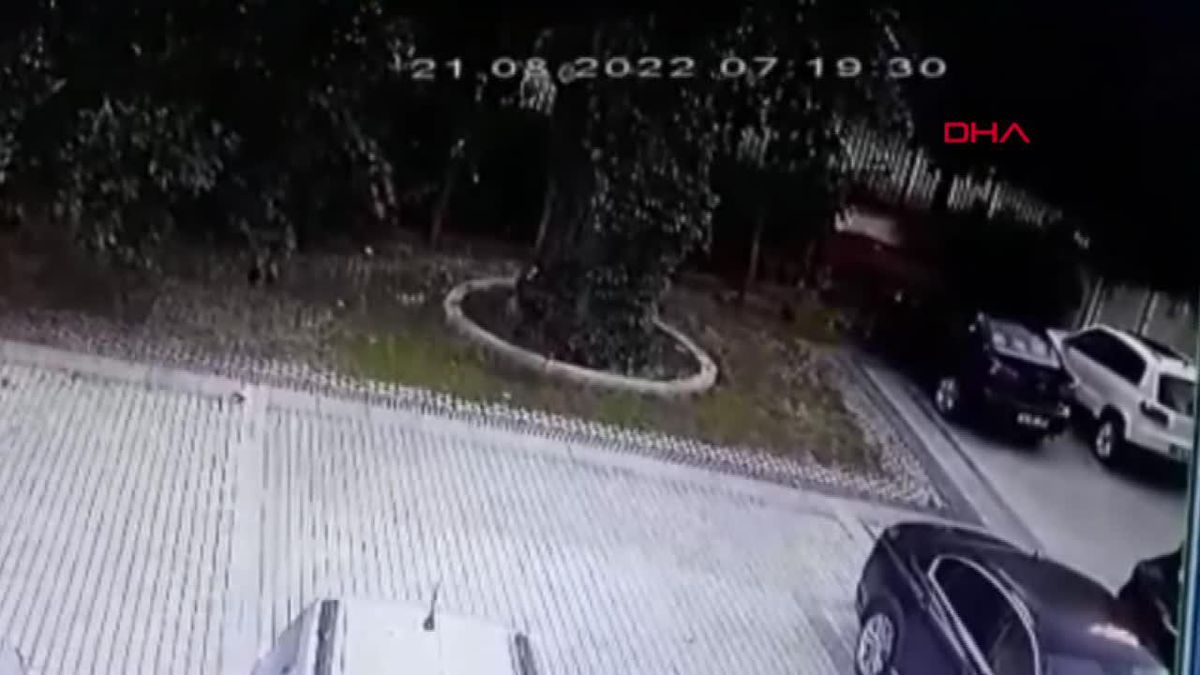 Kadıköy'de ağaç devrilmesi sonucu araç sahiplerine icra gönderildi