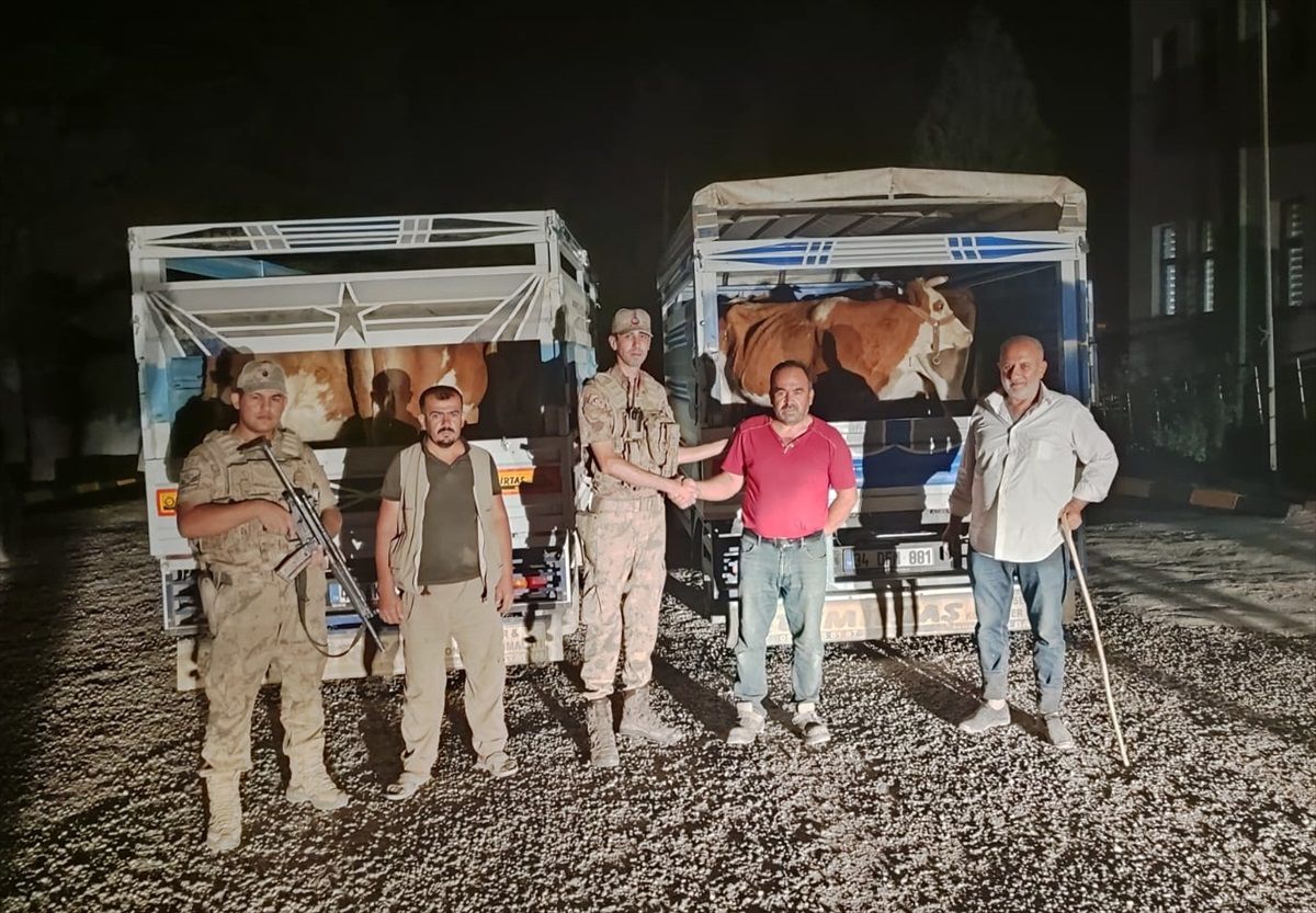 Siirt'te Çalınan 7 Büyükbaş Hayvanı Satmaya Çalışan Şüpheli Tutuklandı