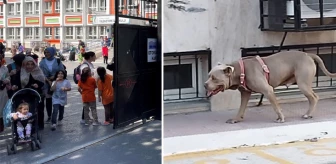 İstanbul'da okul bahçesine dalan başıboş pitbull, çocuklara korku dolu anlar yaşattı