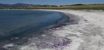 Burdur Gölü'nde Sahil Mor Renge Büründü