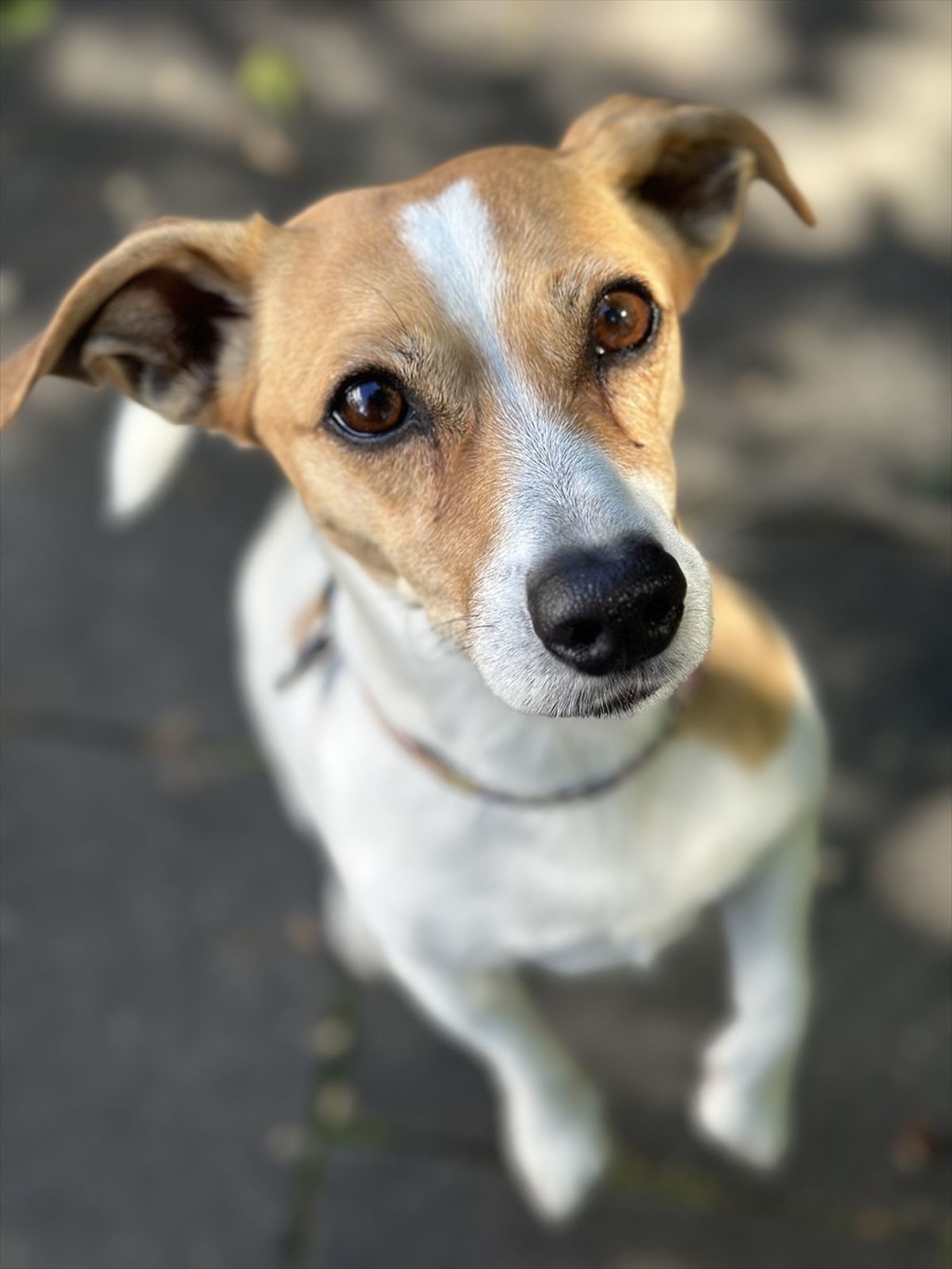 DOSYA HABER/AVRUPA'DA SAHİPSİZ HAYVANLAR - Almanya, sahipsiz köpekleri mutlaka barınaklarda topluyor