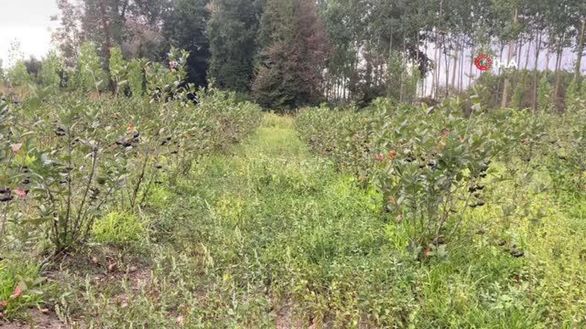 Düzce'de fındığa alternatif olan aronya için hasat zamanı