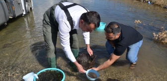 Muş'taki Göllere 3.5 Milyon Sazan Balığı Yavrusu Salındı