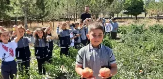 Kayseri'deki Fatih İlkokulu Öğrencileri Bahçelerindeki Sebzeleri Hasat Etti