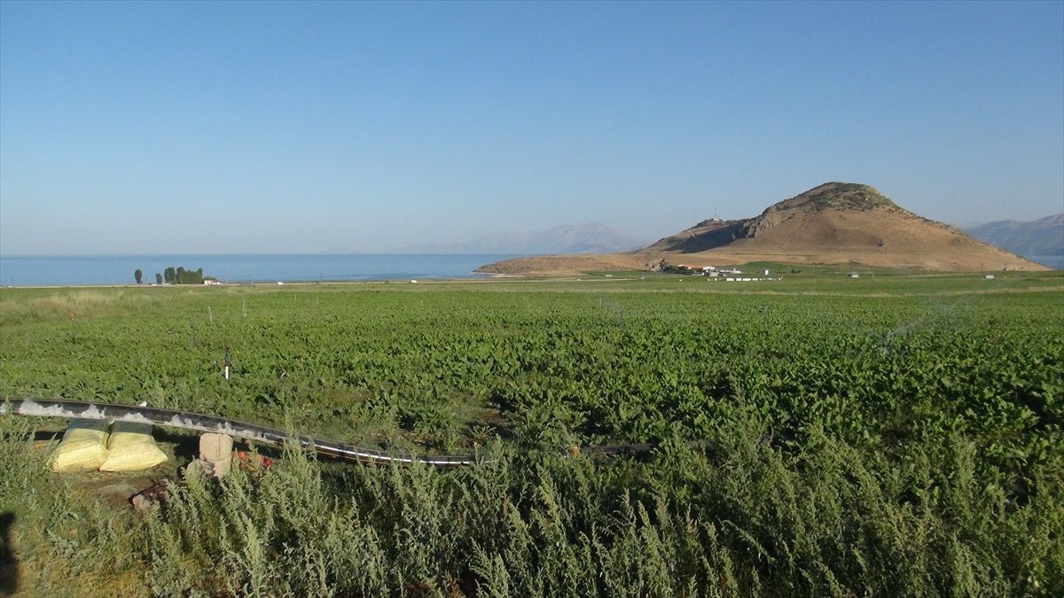 Bitlis'te Ekilen Şeker Pancarları Van'daki Fabrikaya Gönderiliyor