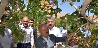 Adıyaman'da Antep Fıstığı Hasadı Başladı